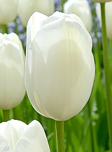 X 100 TULIPA HAKUUN