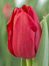 X 100 TULIPA HEARTBREAKER