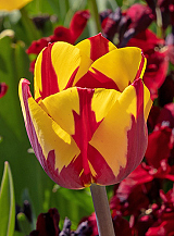 X 100 TULIPA HELMAR