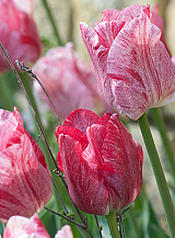 X 100 TULIPA HEMISPHERE