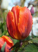 X 100 TULIPA HERMITAGE