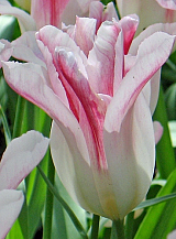 X 100 TULIPA HOLLAND CHIC