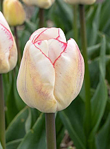 X 100 TULIPA HUGS AND KISSES