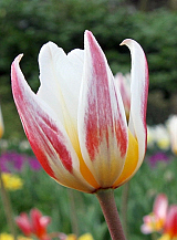 X 100 TULIPA ICE STICK