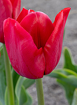 X 100 TULIPA ILE DE FRANCE