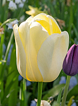 X 100 TULIPA IVORY FLORADALE