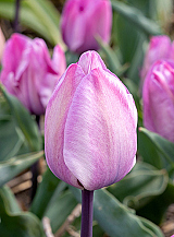 X 100 TULIPA JACUZZI