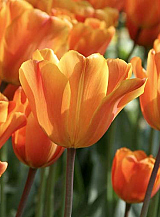 X 100 TULIPA JIMMY