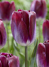 X 100 TULIPA KANSAS PROUD