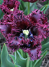 X 100 TULIPA LABRADOR