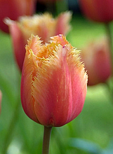X 100 TULIPA LAMBADA