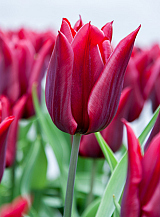 X 100 TULIPA LASTING LOVE