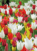 X 100 TULIPA LELIEBLOEMIG MIX