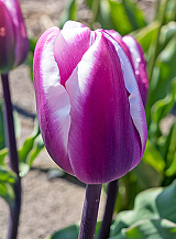 X 100 TULIPA LIBRIJE