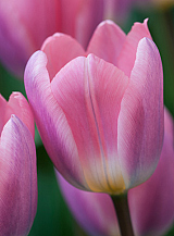 X 100 TULIPA LIGHT AND DREAMY