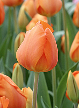 X 100 TULIPA LIGHTING SUN