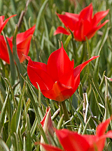 X 100 TULIPA LINIFOLIA