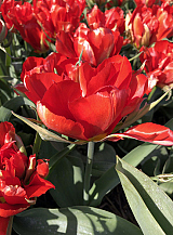 X 100 TULIPA LOVE VALLEY
