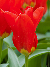 X 100 TULIPA MADAME LEFEBER