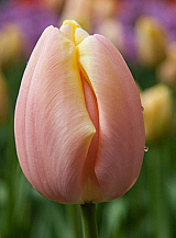 X 100 TULIPA MANGO CHARM