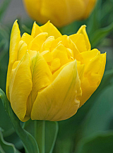 X 100 TULIPA MARIE JO