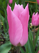 X 100 TULIPA MARIETTE