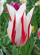 X 100 TULIPA MARILYN