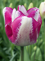X 100 TULIPA MATA HARI