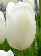 X 100 TULIPA MAUREEN