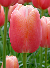 X 100 TULIPA MENTON