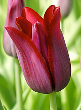 X 100 TULIPA MERLOT