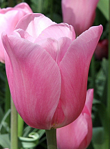 X 100 TULIPA MISTRESS