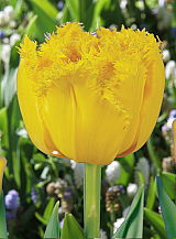 X 100 TULIPA MON AMOUR