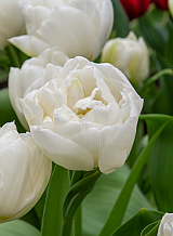 X 100 TULIPA MONDIAL
