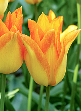 X 100 TULIPA MOONBLUSH