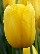 X 100 TULIPA MUSCADET