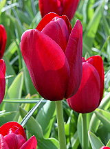 X 100 TULIPA NATIONAL VELVET