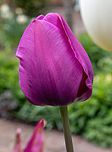 X 100 TULIPA NEGRITA