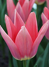 X 100 TULIPA NEPER