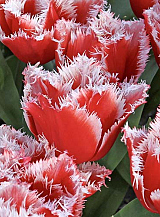 X 100 TULIPA NEW SANTA