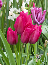 X 100 TULIPA NIGHT CLUB
