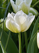 X 100 TULIPA NORTHCAP