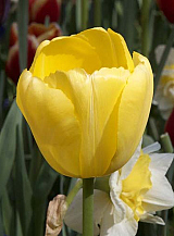 X 100 TULIPA NOVI SUN