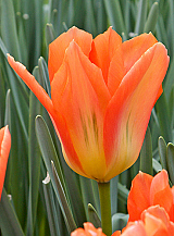 X 100 TULIPA ORANGE EMPEROR