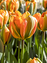 X 100 TULIPA ORANGE MARMELADE