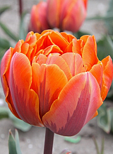 X 100 TULIPA ORANGE PRINCESS