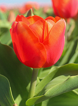 X 100 TULIPA ORANGE SHERPA