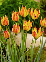X 100 TULIPA ORPHANIDEA FLAVA