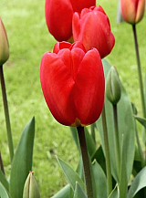 X 100 TULIPA OXFORD