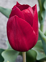 X 100 TULIPA PALLADA